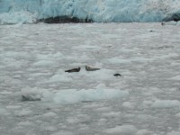DSCN2268 Harbor Seals